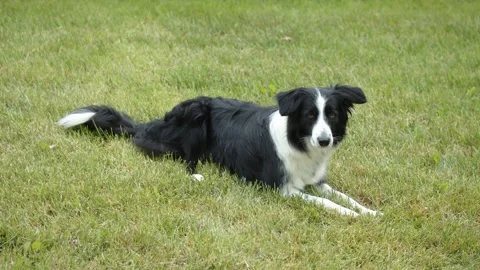 Border Collie lying on the grass and looking around 스톡 동영상 312146959