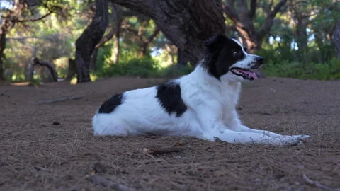 A Border Collie is lying on the grass Stock Footage 282089565