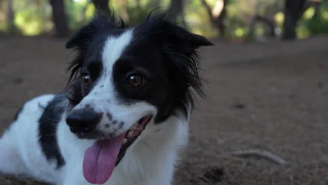 A Border Collie is lying on the grass Video stock 282089719