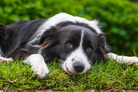 Border Collie Lying on Grass Looking Past Camera Stock Photos