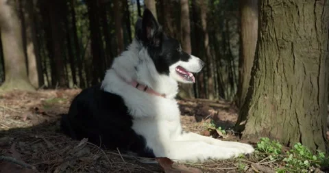 Border Collie lying under the sunlight Stock Footage 328916274