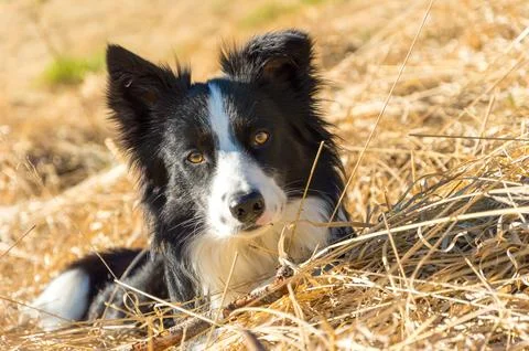 Border collie in a meadow Stock Photos