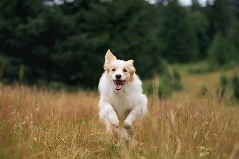 Border Collie mid-run looking directly at camera Stock-Fotos