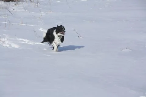 Border Collie, Molly Robinson Stock Photos