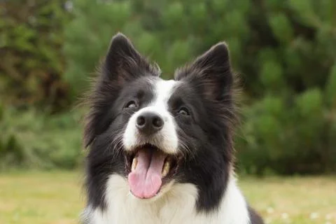 Border collie obey his master Stock Photos