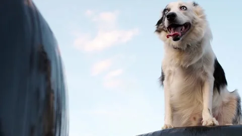 Border Collie panting and enjoying outdoors Vídeos de archivo 296226788