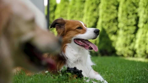 Border collie panting contentedly in summer backyard grass beside chew toy Stock Footage 312593032