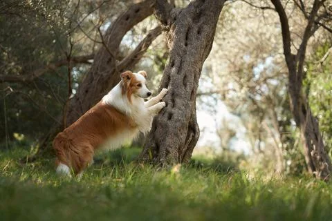 Border Collie pawing tree bark in forest clearing Stock Photos
