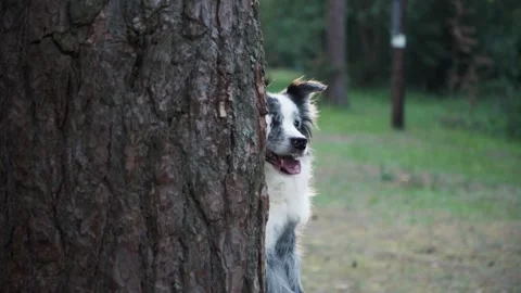 Border Collie peeking from behind a tree Stock Footage 284993296