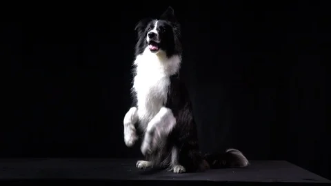 Border collie is performing the rabbit trick, black background, slow motion 動画素材 104399920