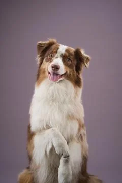 Border Collie performing trick on back legs 写真素材