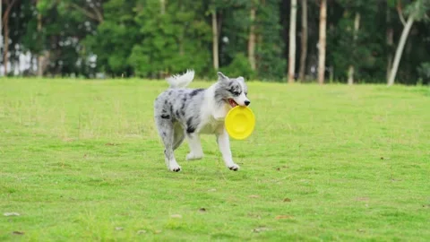 Border collie pet Dog walking on grass with a frisbee Stock Footage 238794236