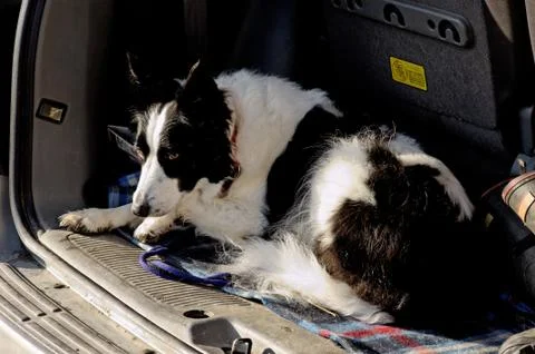 Border collie Stock Photos