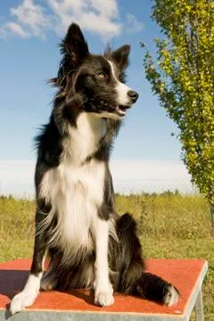 Border collie Stock Photos