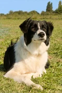 Border collie Stock Photos