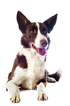 Border collie Stock Photos