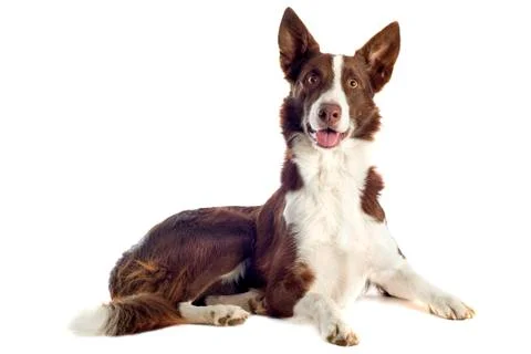 Border collie Foto stock