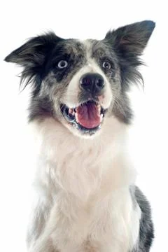 Border collie Stock Photos