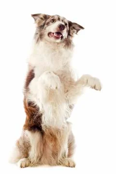 Border collie Stock Photos