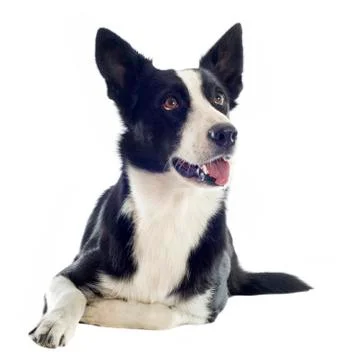 Border collie Foto stock