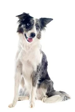 Border collie Stock Photos