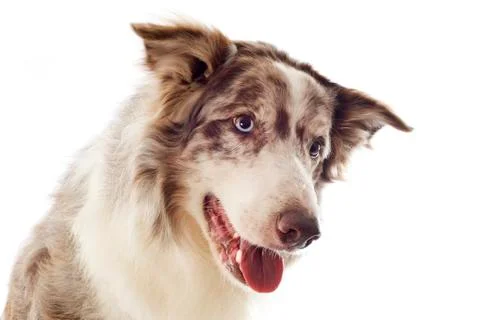 Border collie Foto stock