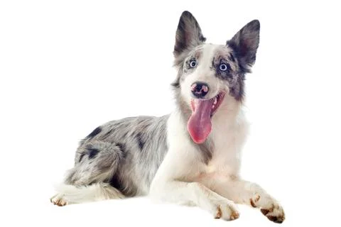 Border collie Stock-Fotos