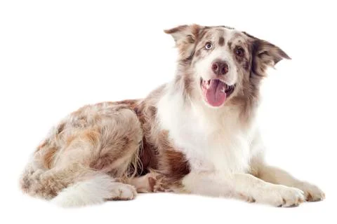 Border collie Stock Photos
