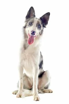 Border collie Stock-Fotos