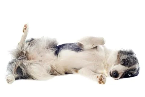 Border collie Foto stock