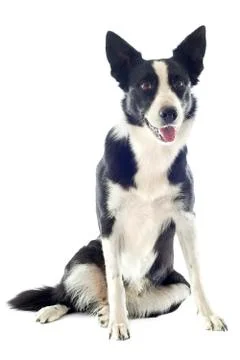 Border collie Stock Photos