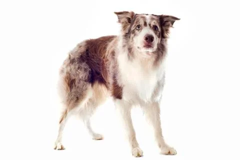 Border collie Stock-Fotos