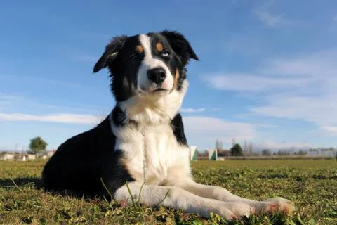 Border collie Stock Photos