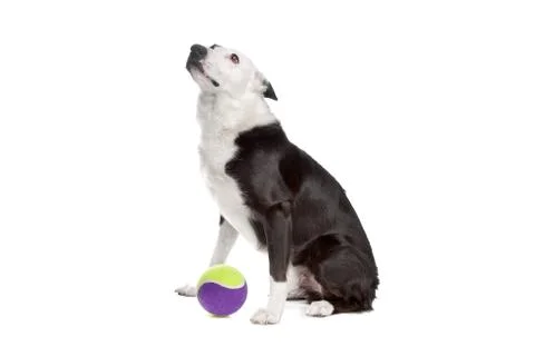 Border collie Stock Photos