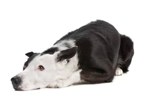 Border collie Stock Photos