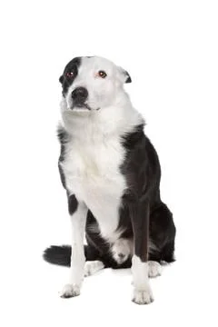 Border collie Stock Photos