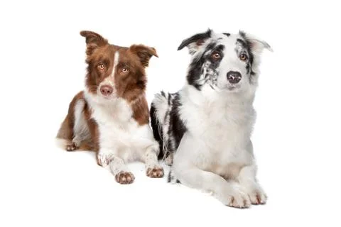 Border Collie Stock Photos