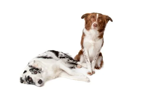 Border Collie Stock Photos