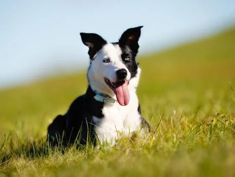 Border collie Stock Photos