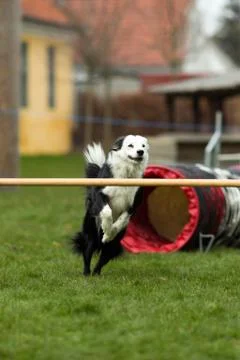 Border collie Stock Photos