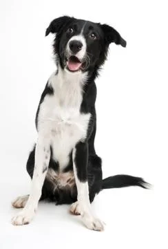 Border collie Stock Photos
