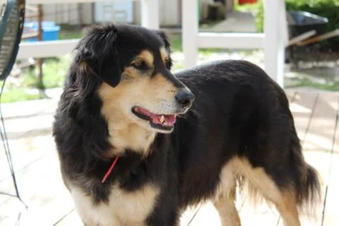 Border Collie Stock Photos