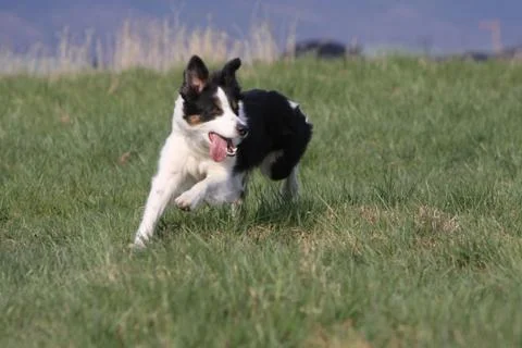 Border Collie Stock Photos