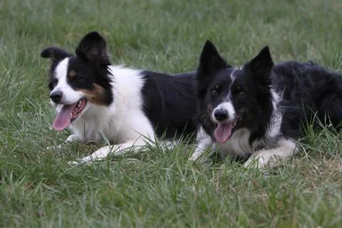 Border Collie Stock Photos