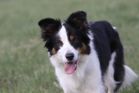 Border Collie Stock Photos