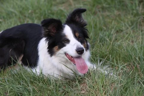 Border Collie Stock Photos