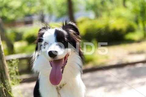 Border Collie Stock Photos