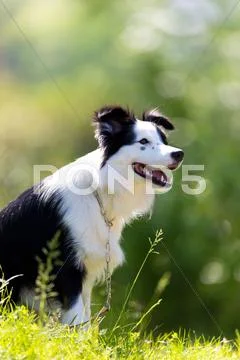 Border Collie Stock Photos