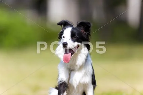 Border Collie Stock Photos