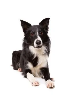 Border Collie Stock Photos